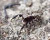 Pseudeuophrys lanigera